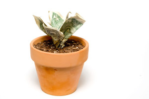 ira-money-plant